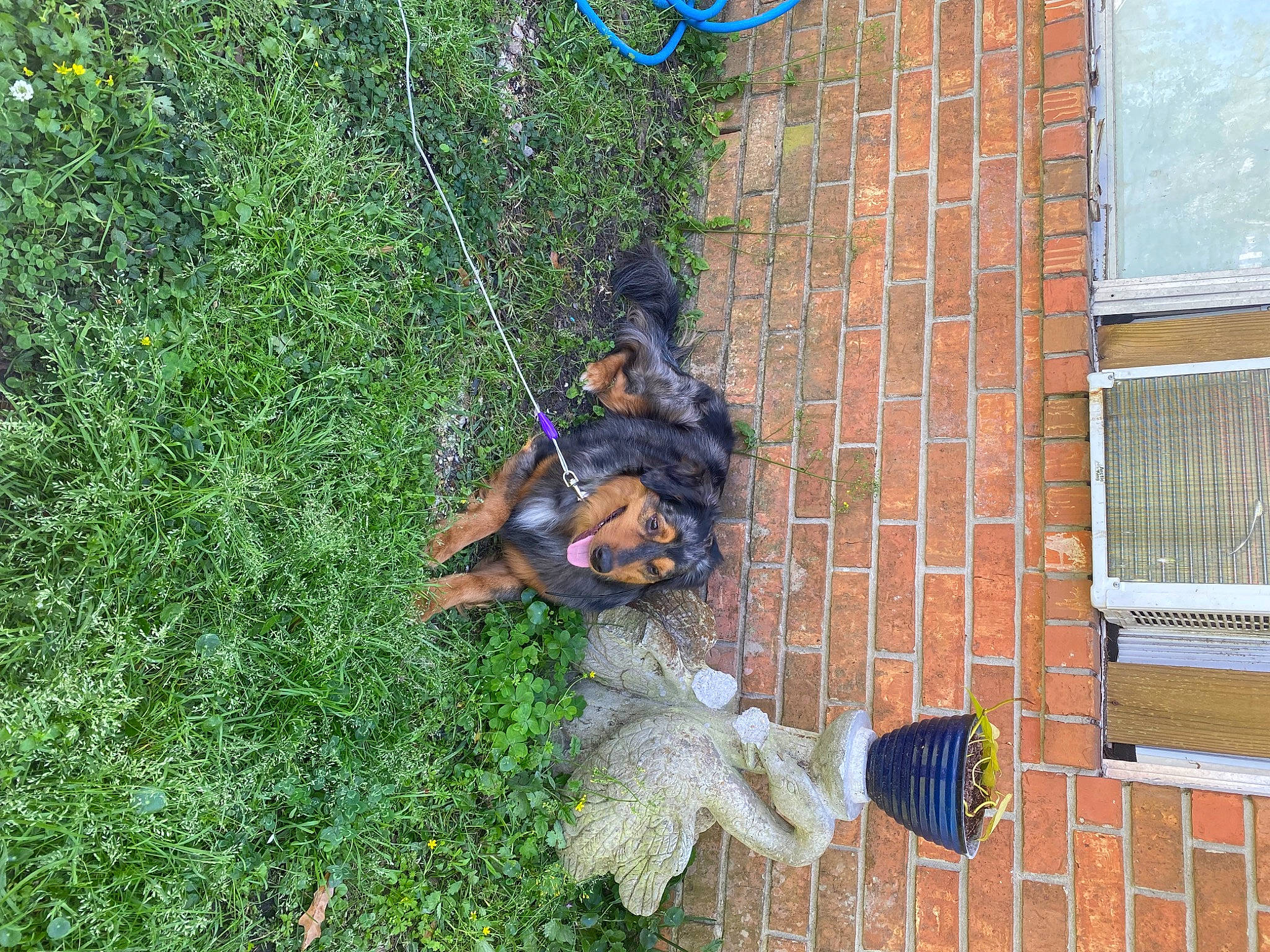 Coonass is registered to the contest to win money with this photo: brick, brickwork, building, dog, dog_breed, facade, grass, guard_dog, house, metal, plant, tail, twig, window, wood, yard