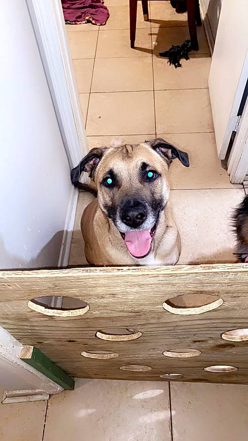 Jax joined the competition — help win amazing prizes! carnivore, collar, comfort, companion_dog, dog, dog_breed, dog_collar, dog_supply, door, fawn, floor, flooring, guard_dog, hardwood, pet_supply, room, whiskers, wood, working_animal, working_dog