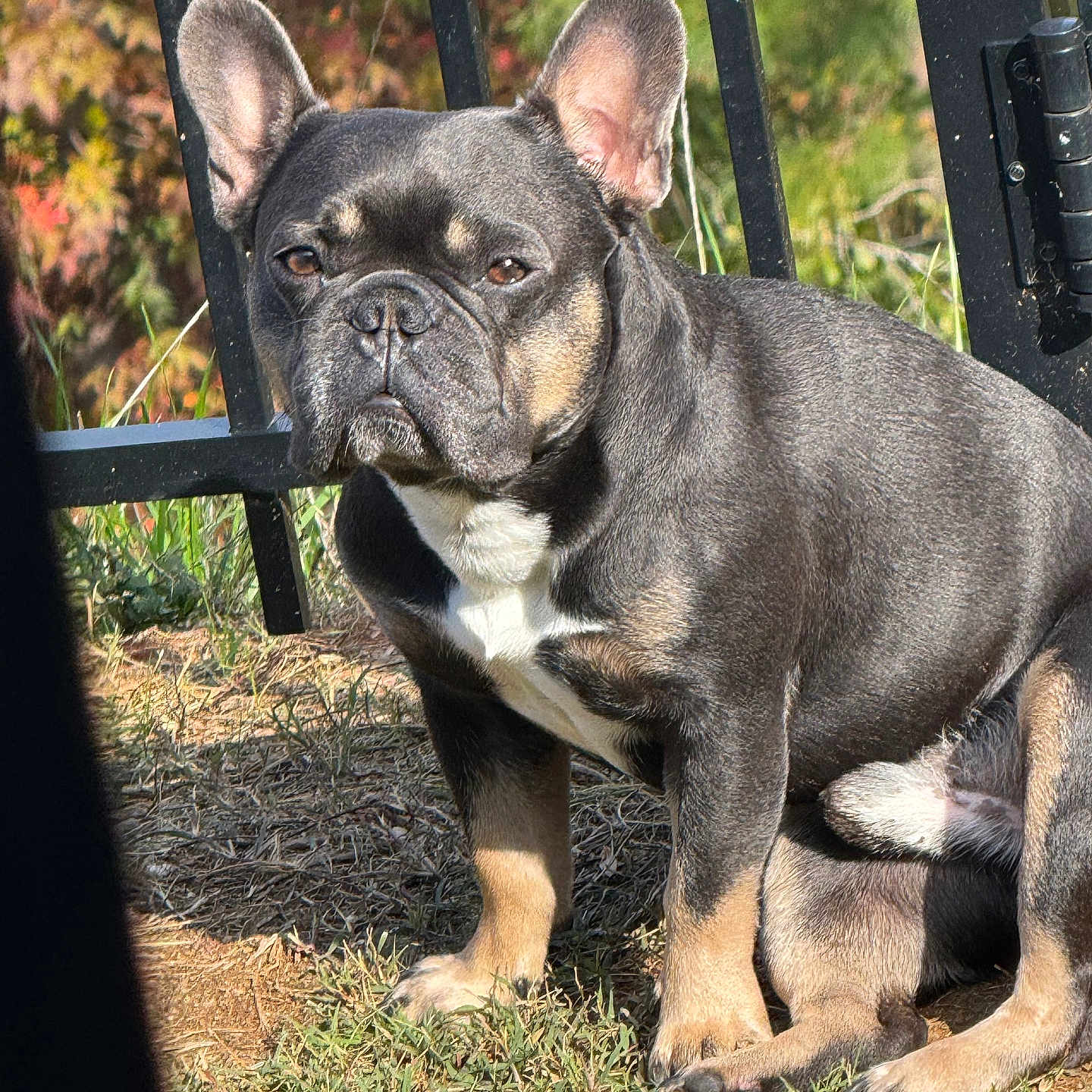 Google joined the competition — help win amazing prizes! animal, black, brown, canine, daytime, dog, ears, expression, face, fence, french_bulldog, fur, grass, nature, outdoor, paw, pet, sitting, sunlight, white
