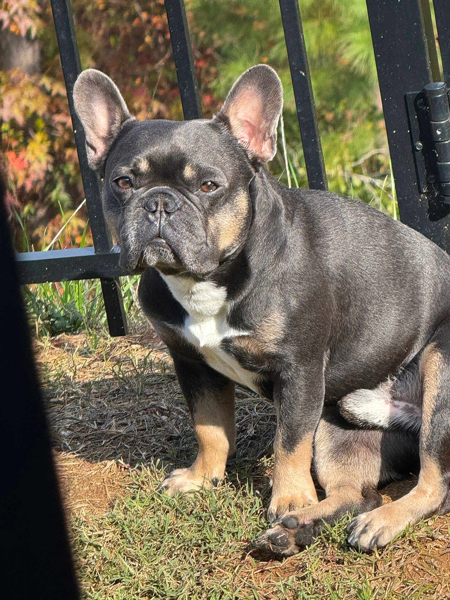Google joined the competition — help win amazing prizes! animal, black, brown, canine, daytime, dog, ears, expression, face, fence, french_bulldog, fur, grass, nature, outdoor, paw, pet, sitting, sunlight, white