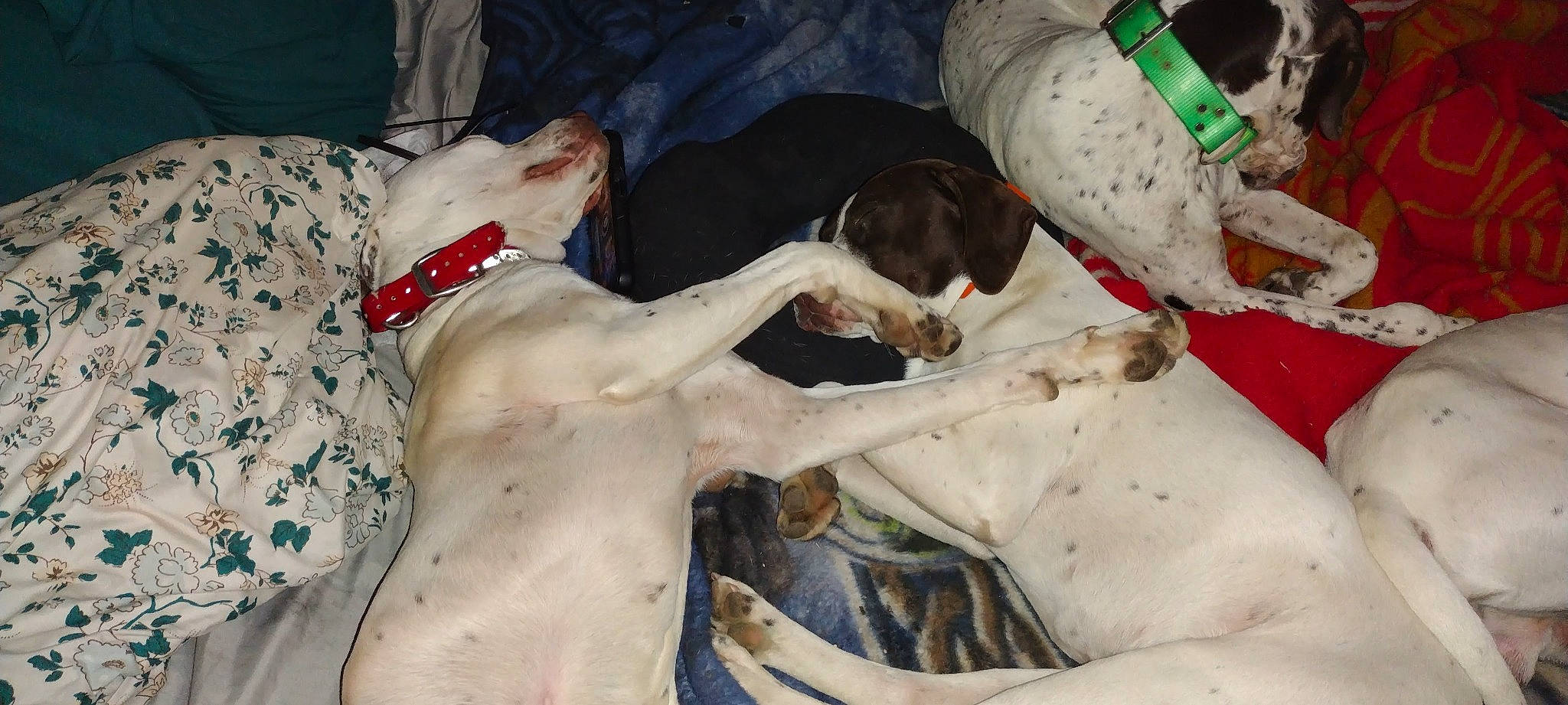 Pirate joined the competition — help win amazing prizes! canidae, carnivore, collar, comfort, companion_dog, dog, dog_breed, dog_collar, dog_supply, fawn, guard_dog, non_sporting_group, pet_supply, sporting_group, working_animal, working_dog