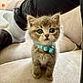 kitten, cat, pet, animal, feline, collar, cute, fluffy, small, indoor, sofa, beige, curious, young, domestic, whiskers, ears, paws, person, legs