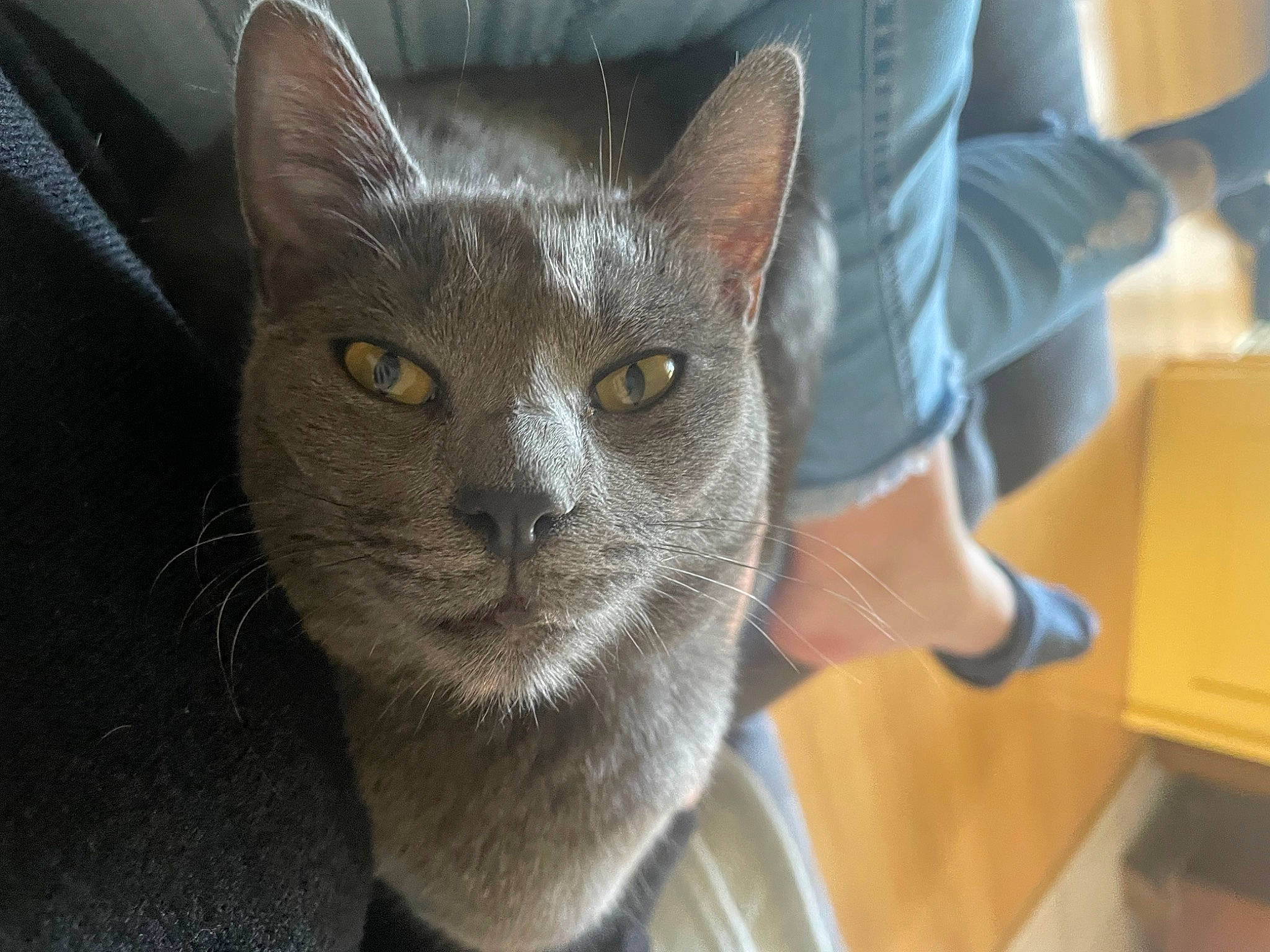 Marley participe au concours pour gagner de l'argent avec cette photo : carnivore, cat, chartreux, domestic_short_haired_cat, felidae, fur, grey, russian_blue, small_to_medium_sized_cats, snout, whiskers