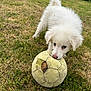 Yuki participe au concours pour gagner de l'argent avec cette photo : animal, ball, canine, cute, daytime, dog, field, fun, fur, garden, grass, nature, outdoor, pet, playing, puppy, soccer_ball, summer, white_dog, young_dog