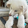 animal, chair, chewing, closeup, cute, dog, doormat, ears, floor, fluffy, furniture, indoor, nose, paws, pet, puppy, resting, tile_floor, white_fur, young