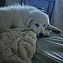 animal, bed, blanket, canine, couch, cozy, dog, fur, furniture, indoor, looking, pet, relaxed, resting, room, sideways, sleepy, soft, television, white_dog