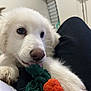 adorable, animal, close_up, companion, curious, cute, dog, fur, human_leg, indoor, lap, paw, pet, playing, puppy, resting, rope_toy, toy, white_dog, young_dog