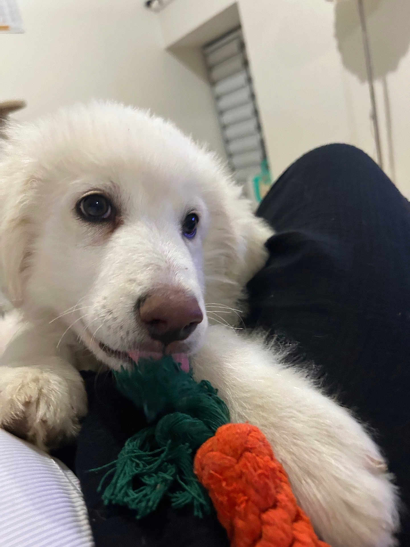 Yuki participe au concours pour gagner de l'argent avec cette photo : adorable, animal, close_up, companion, curious, cute, dog, fur, human_leg, indoor, lap, paw, pet, playing, puppy, resting, rope_toy, toy, white_dog, young_dog
