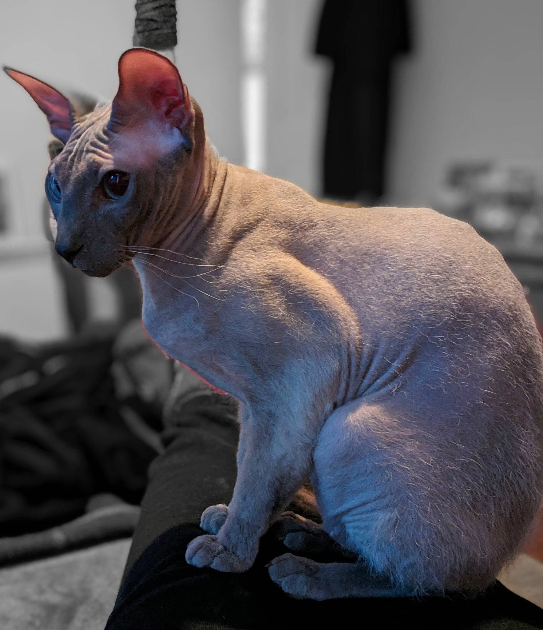 Draco joined the competition — help win amazing prizes! artifact, carnivore, cat, comfort, curious, donskoy, electric_blue, fawn, felidae, fur, grey, peterbald, small_to_medium_sized_cats, snout, sphynx, tail, terrestrial_animal, toy, ukrainian_levkoy, whiskers