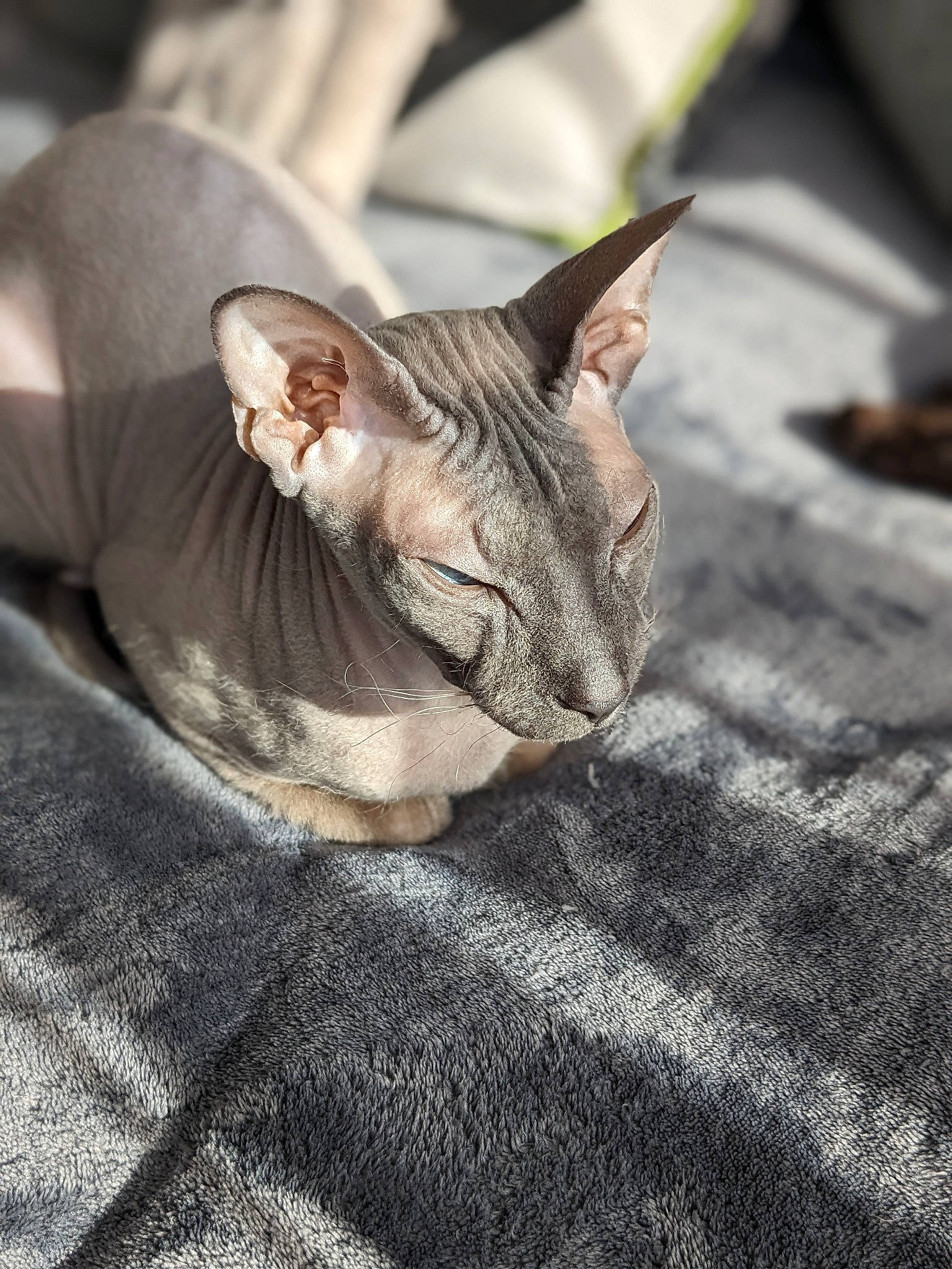 Draco is registered to the contest to win money with this photo: asphalt, canidae, carnivore, cat, comfort, domestic_short_haired_cat, fawn, felidae, fur, grass, grey, human_leg, musical_instrument, plant, sitting, small_to_medium_sized_cats, snout, whiskers, wood, wrinkle