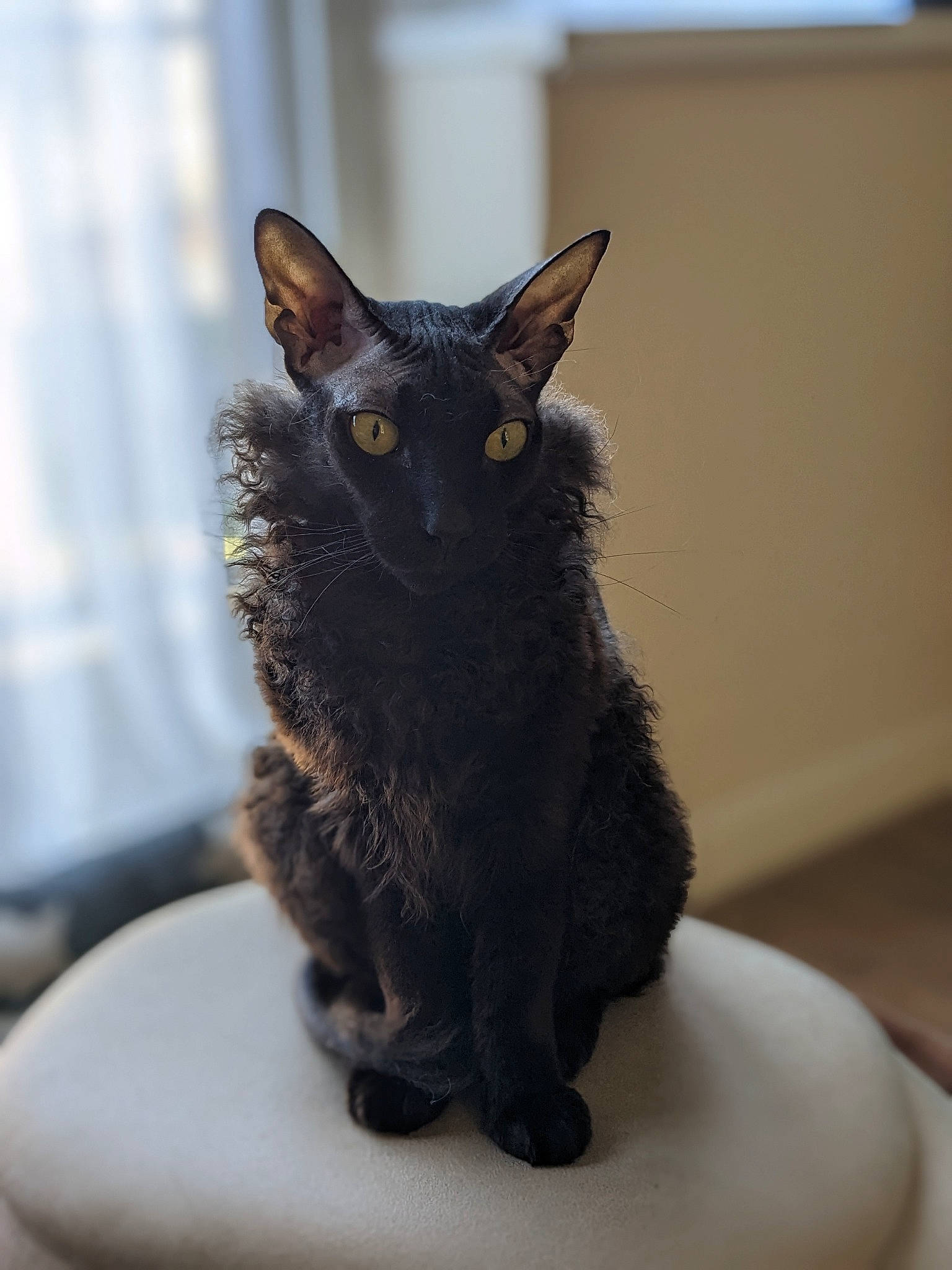 Dobby joined the competition — help win amazing prizes! art, black_cat, carnivore, cat, cat_supply, claw, domestic_short_haired_cat, ear, felidae, fur, grey, pet_supply, small_to_medium_sized_cats, snout, whiskers, window