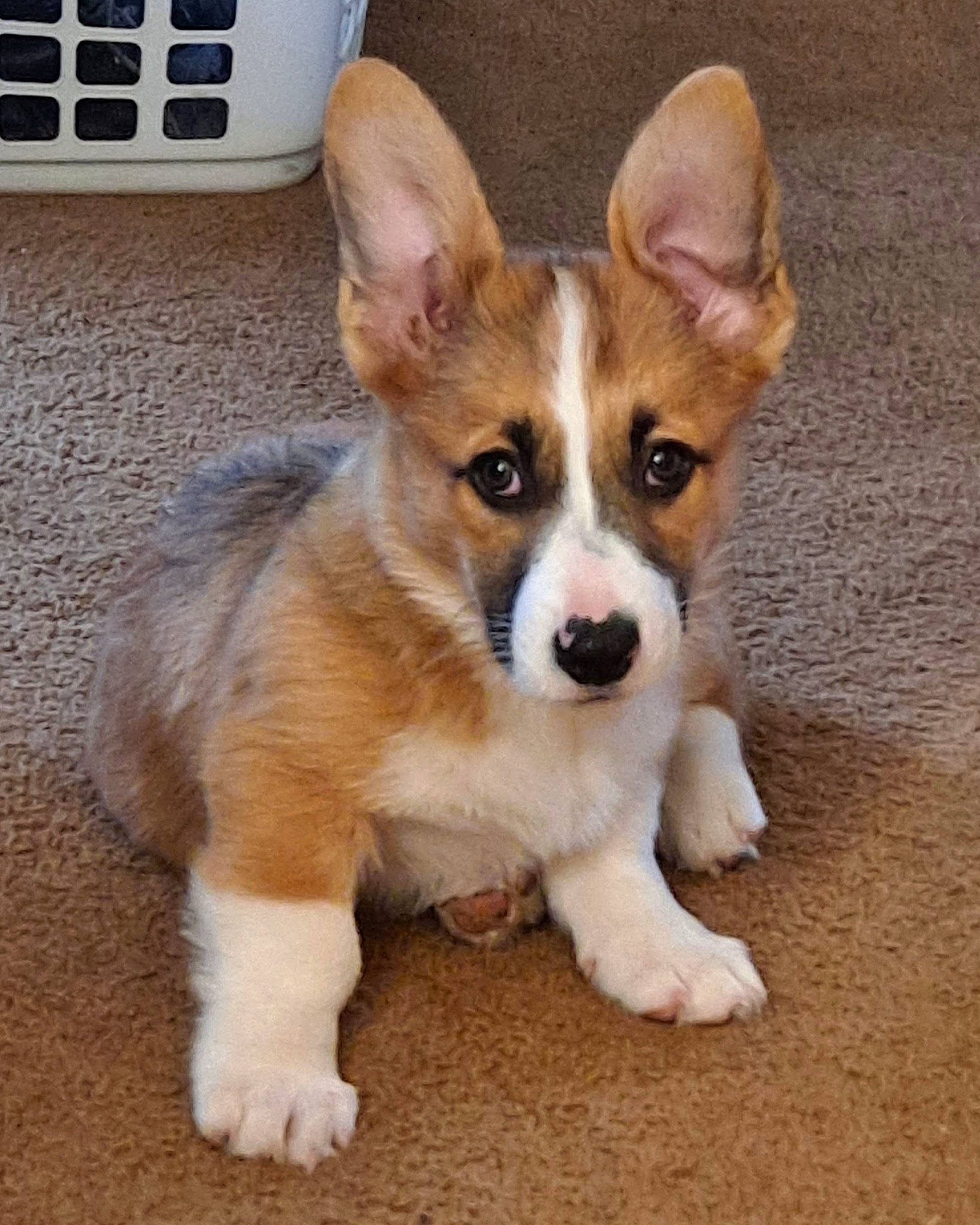 Rowel joined the competition — help win amazing prizes! ancient_dog_breeds, canidae, carnivore, companion_dog, dog, dog_breed, fawn, fur, gas, herding_dog, puppy, road_surface, snout, sporting_group, tail, terrestrial_animal, waste_container, whiskers, working_animal, working_dog