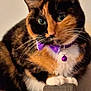Mimi joined the competition — help win amazing prizes! cat, calico, pet, feline, bow_tie, collar, purple, green_eyes, whiskers, paws, fur, indoor, armrest, curious, close_up, animal, cute, domestic, portrait, soft_lighting