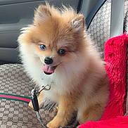 Harlem is registered to the contest to win money with this photo: pomeranian, puppy, dog, fluffy_fur, tongue_out, car_seat, seat_cover, seat_belt, leash, collar, window, car_interior, pattern_fabric, paw, blue_eye, brown_eyes, adorable, small_pet, red_plush, travel