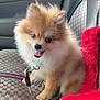 pomeranian, puppy, dog, fluffy_fur, tongue_out, car_seat, seat_cover, seat_belt, leash, collar, window, car_interior, pattern_fabric, paw, blue_eye, brown_eyes, adorable, small_pet, red_plush, travel