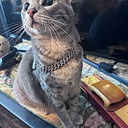 Bubby is registered to the contest to win money with this photo: cat, gray_cat, pet, animal, portrait, close_up, whiskers, green_eyes, ears, fur, collar, necklace, sitting, indoor, coffee_table, toy_car, books, upward_gaze, domestic_animal, photography