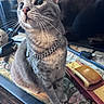 cat, gray_cat, pet, animal, portrait, close_up, whiskers, green_eyes, ears, fur, collar, necklace, sitting, indoor, coffee_table, toy_car, books, upward_gaze, domestic_animal, photography