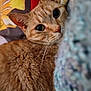 animal, cat, close_up, colorful_background, cozy, curious, cute, ears, eyes, fabric, feline, fur, ginger_cat, indoor, mammal, pet, portrait, relaxed, soft_texture, whiskers