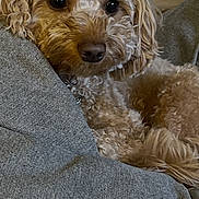 Chance joined the competition — help win amazing prizes! dog, pet, curly_fur, small_dog, brown_fur, fluffy, portrait, close_up, animal, couch, sofa, indoor, home, window, resting, lying_down, looking_at_camera, cute, companion_animal, photography