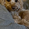 dog, pet, curly_fur, small_dog, brown_fur, fluffy, portrait, close_up, animal, couch, sofa, indoor, home, window, resting, lying_down, looking_at_camera, cute, companion_animal, photography