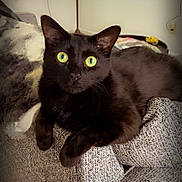 Poe is registered to the contest to win money with this photo: black_cat, cat, feline, pet, indoor, couch, furniture, green_eyes, animal, relaxed, looking_at_camera, close_up, cozy, texture, soft_lighting, domestic_cat, resting, curious, whiskers, ears