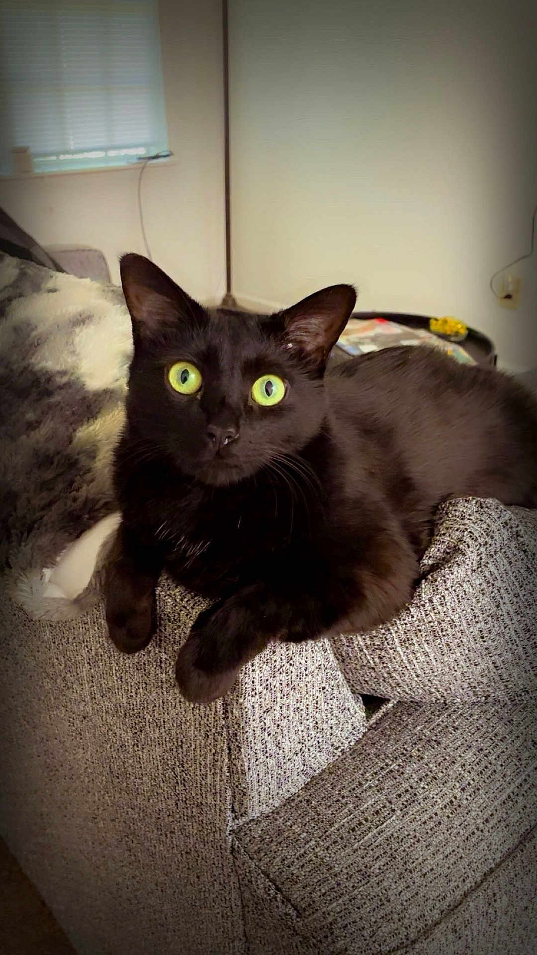 Poe is registered to the contest to win money with this photo: black_cat, cat, feline, pet, indoor, couch, furniture, green_eyes, animal, relaxed, looking_at_camera, close_up, cozy, texture, soft_lighting, domestic_cat, resting, curious, whiskers, ears