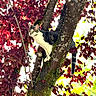 cat, tabby_cat, white_fur, animal, tree, tree_climbing, outdoors, autumn, red_leaves, foliage, moss, nature, wildlife, pet, whiskers, green_eyes, long_tail, standing, sunlight, portrait