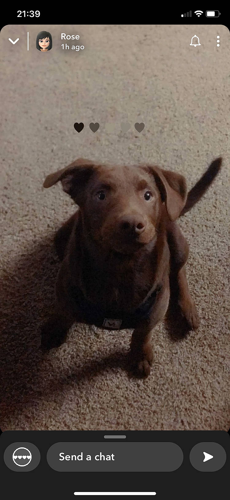 Charlie is registered to the contest to win money with this photo: canidae, carnivore, companion_dog, dog, dog_breed, fawn, fur, hunting_dog, labrador_retriever, liver, puppy, snout, soil, sporting_group, street_dog, tail, terrestrial_animal, wood, working_animal