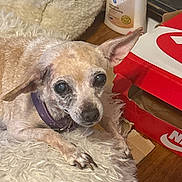 Star joined the competition — help win amazing prizes! animal, blanket, cardboard_box, collar, dog, fluffy_blanket, home, indoor, large_ears, lotion_bottle, lying_down, pet, portrait, puppy, purple_collar, red_object, short_fur, small_dog, wide_eyes, wooden_floor