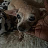 Star joined the competition — help win amazing prizes! animal, being_held, black_nose, blanket, brown_fur, chihuahua, close_up, cozy, dog, furry_blanket, human_hand, indoors, large_ears, pet, portrait, puppy, short_hair, small_dog, whiskers, wide_eyes