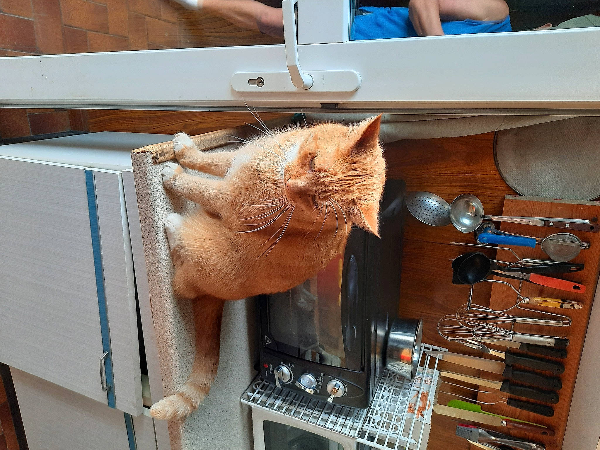 Bounty participe au concours pour gagner de l'argent avec cette photo : cardboard, carnivore, cat, claw, desk, domestic_short_haired_cat, fawn, felidae, fur, kitchen_utensil, paw, room, shelf, shelving, small_to_medium_sized_cats, tail, thread, whiskers, wood, wool