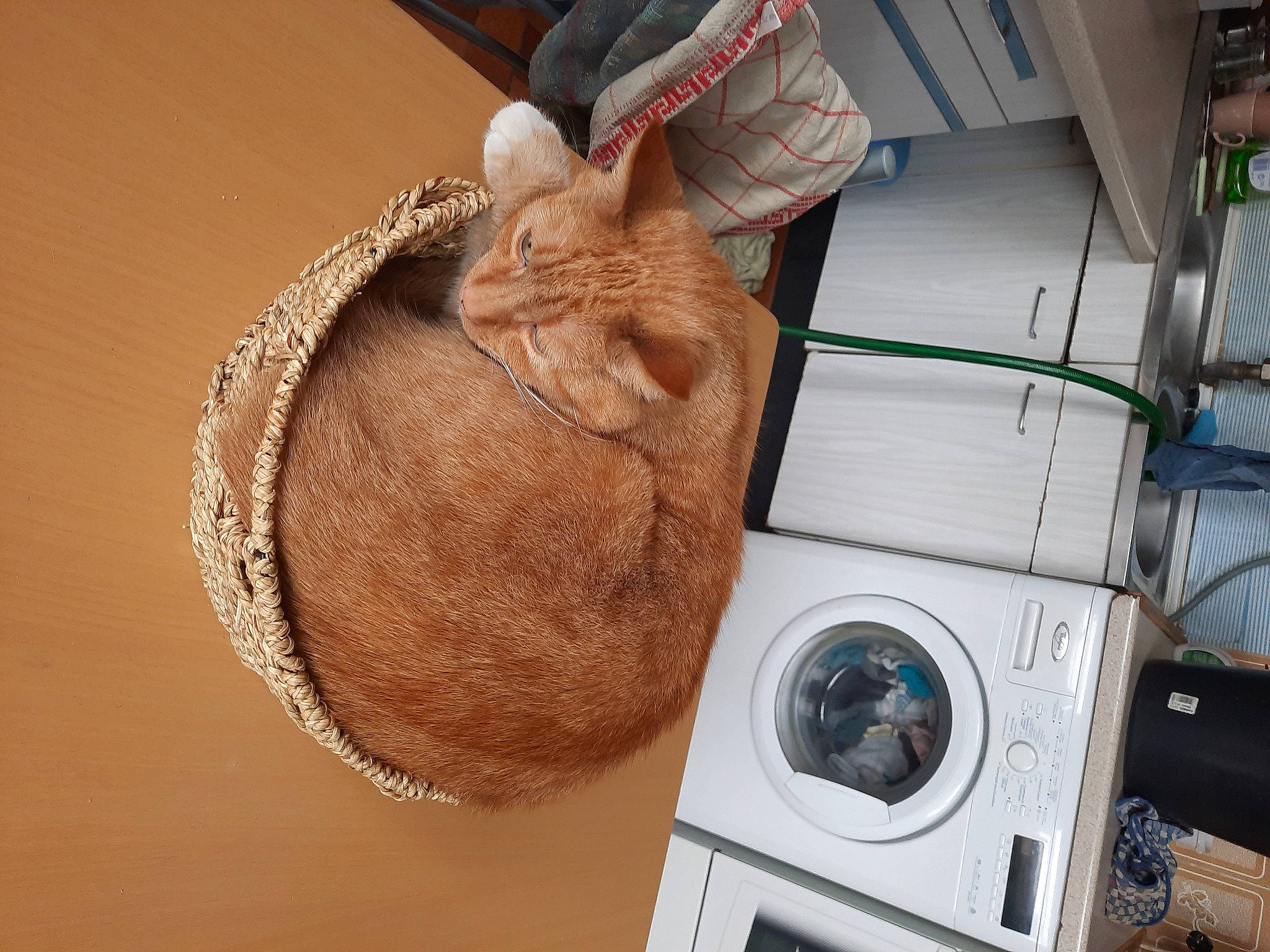 Bounty participe au concours pour gagner de l'argent avec cette photo : audio_equipment, basket, cap, circle, clothes_dryer, cooktop, fedora, fur, gas, hat, home_appliance, kitchen_appliance, laundry_room, plant, sun_hat, thread, washing_machine, wood, wool, woolen