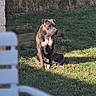Azia a rejoint le concours — aidez-le/la à gagner de superbes lots ! animal, backyard, brown_dog, calm, daylight, dog, fence, grass, greenery, nature, outdoor, pet, quiet, relaxing, shadow, sitting, summer, sunlight, table, white_chair
