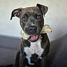 Azia a rejoint le concours — aidez-le/la à gagner de superbes lots ! dog, puppy, bone, pet, sitting, couch, indoor, animal, canine, playful, happy, young, brown_coat, white_markings, tongue, ears, looking_at_camera, domestic_animal, cute, friendly