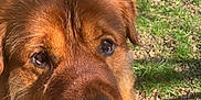 Bear is registered to the contest to win money with this photo: dog, brown_dog, outdoor, grass, sunlight, pet, animal, canine, fur, closeup, nature, daylight, looking_up, mammal, cute, friendly, portrait, expression, red_plaid, ground