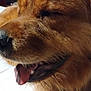 Bear joined the competition — help win amazing prizes! dog, golden_retriever, close_up, tongue_out, happy, pet, indoor, bed, fur, animal, canine, mouth, nose, whiskers, sleepy, domestic_animal, companion, relaxed, household, background