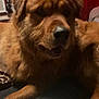 Bear is registered to the contest to win money with this photo: dog, brown_dog, indoor, pet, animal, furry, relaxed, box, table, red_wall, fur, mouth_open, paw, household, cozy, companion, resting, canine, domestic, closeup