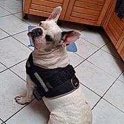 Falco participe au concours pour gagner de l'argent avec cette photo : dog, french_bulldog, pet, animal, sitting, harness, tactical_harness, white_dog, short_hair, floppy_ears, large_ears, wrinkled_face, black_nose, indoor, kitchen, tile_floor, wooden_cabinets, portrait, looking_at_camera, funny_expression