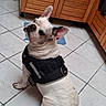 dog, french_bulldog, pet, animal, sitting, harness, tactical_harness, white_dog, short_hair, floppy_ears, large_ears, wrinkled_face, black_nose, indoor, kitchen, tile_floor, wooden_cabinets, portrait, looking_at_camera, funny_expression