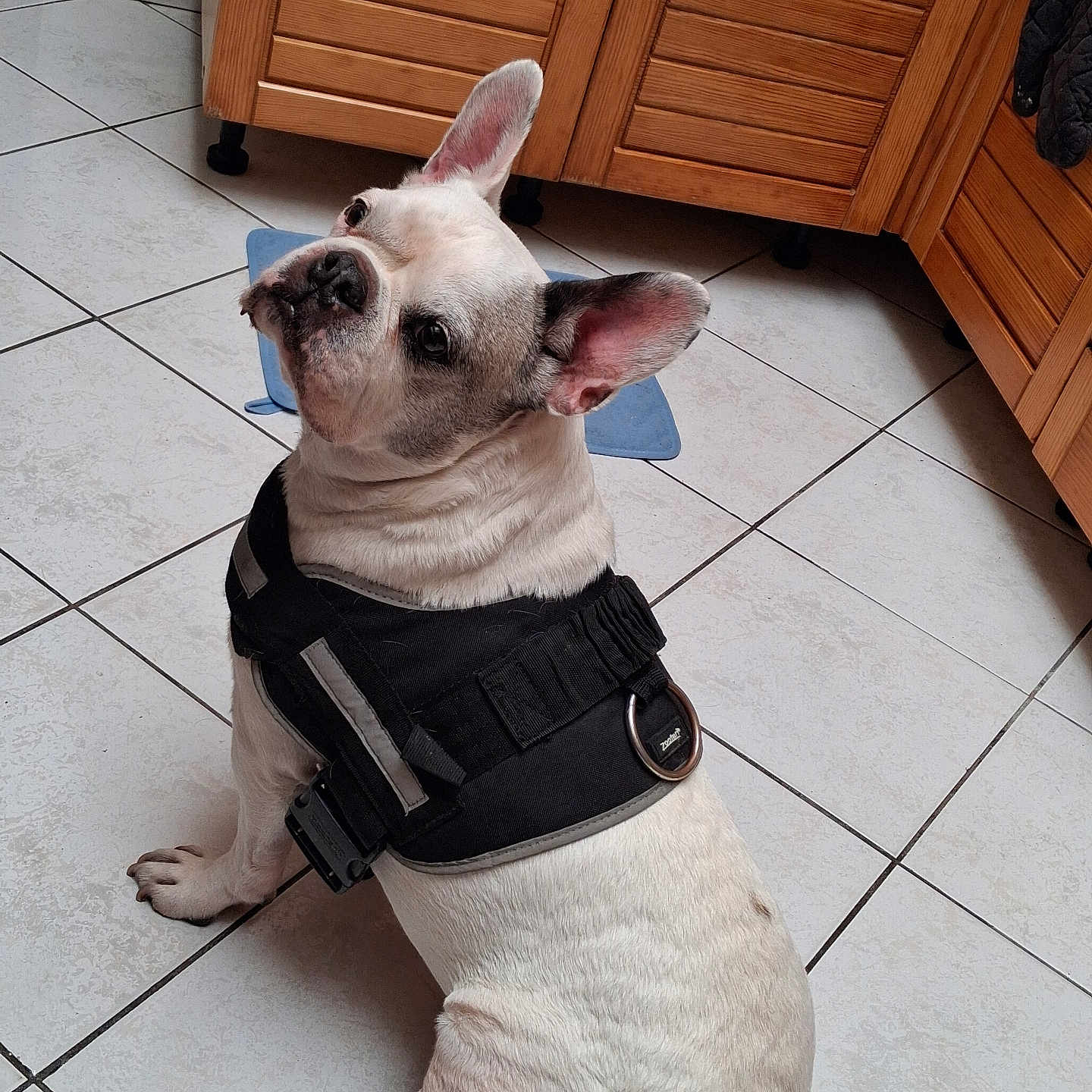 Falco participe au concours pour gagner de l'argent avec cette photo : dog, french_bulldog, pet, animal, sitting, harness, tactical_harness, white_dog, short_hair, floppy_ears, large_ears, wrinkled_face, black_nose, indoor, kitchen, tile_floor, wooden_cabinets, portrait, looking_at_camera, funny_expression