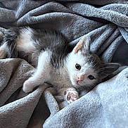 Echo is registered to the contest to win money with this photo: animal, blanket, cat, closeup, cozy, cute, domestic, feline, fluffy, fur, gray, indoor, kitten, paw, pet, resting, sleepy, soft, white, young