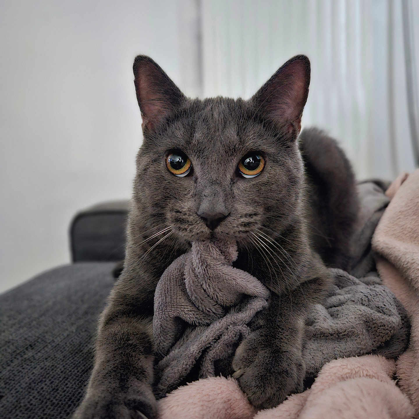 Onyx participe au concours pour gagner de l'argent avec cette photo : abyssinian, animal, armchair, blanket, cat, chair, couch, furniture, homedecor, kitten, laundry, linen, manx, pet, quilt, towel