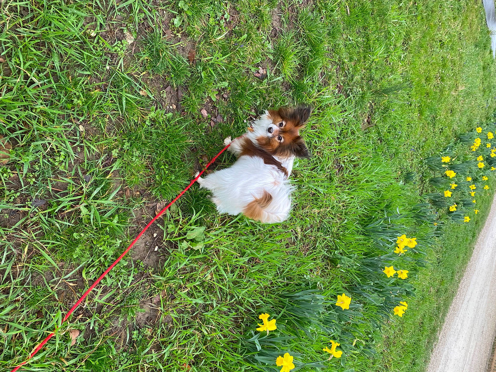 Tymon a rejoint le concours — aidez-le/la à gagner de superbes lots ! camomile, carnivore, companion_dog, dog, dog_breed, flower, flowering_plant, grass, grass_family, grassland, groundcover, herbaceous_plant, lawn, pasture, people_in_nature, petal, plant, shrub, tail, terrestrial_animal