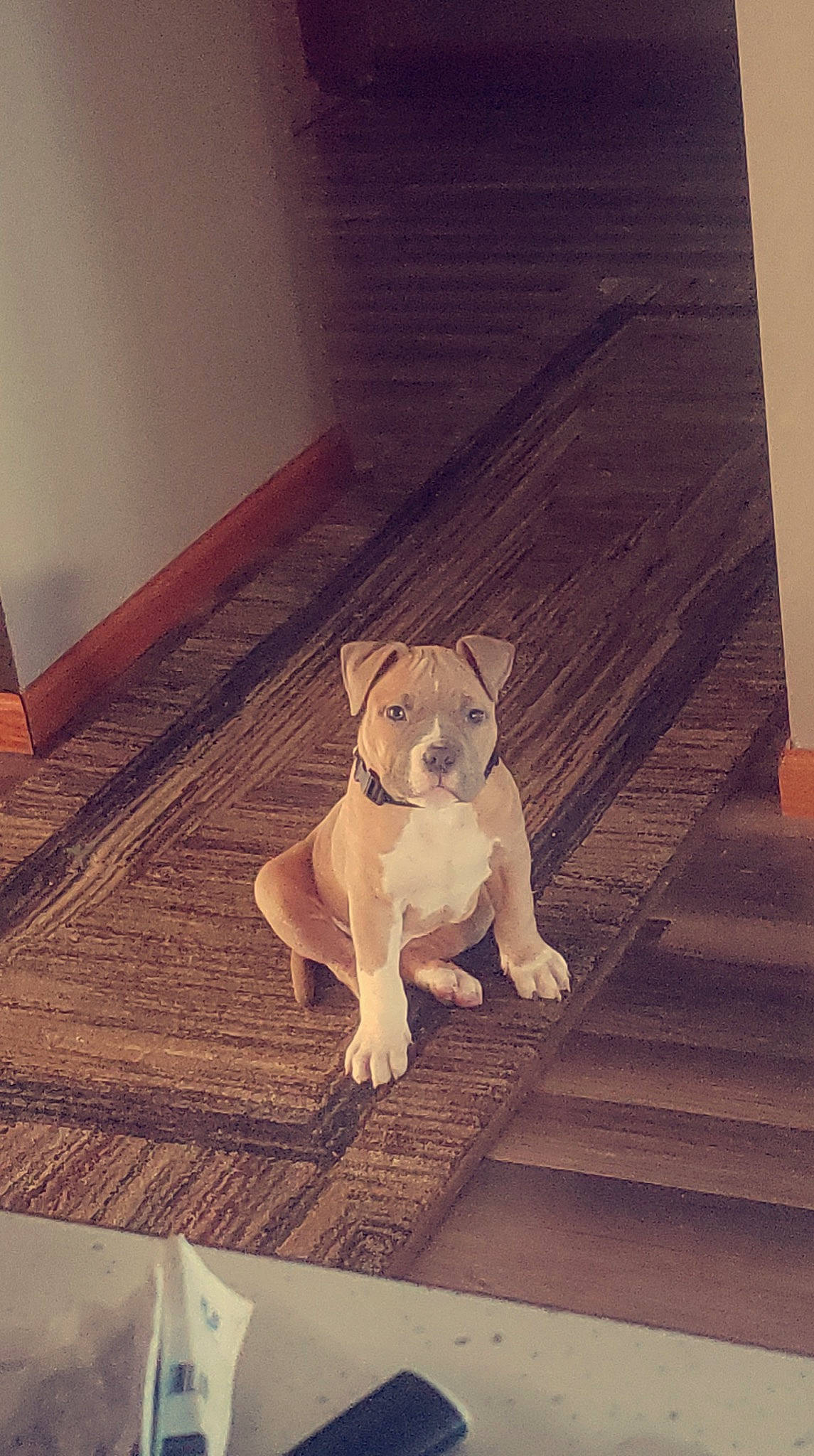 Kratos is registered to the contest to win money with this photo: carnivore, companion_dog, dog, dog_breed, door, fawn, felidae, floor, flooring, hardwood, rectangle, small_to_medium_sized_cats, snout, stairs, tail, tints_and_shades, toy_dog, whiskers, wood, working_animal