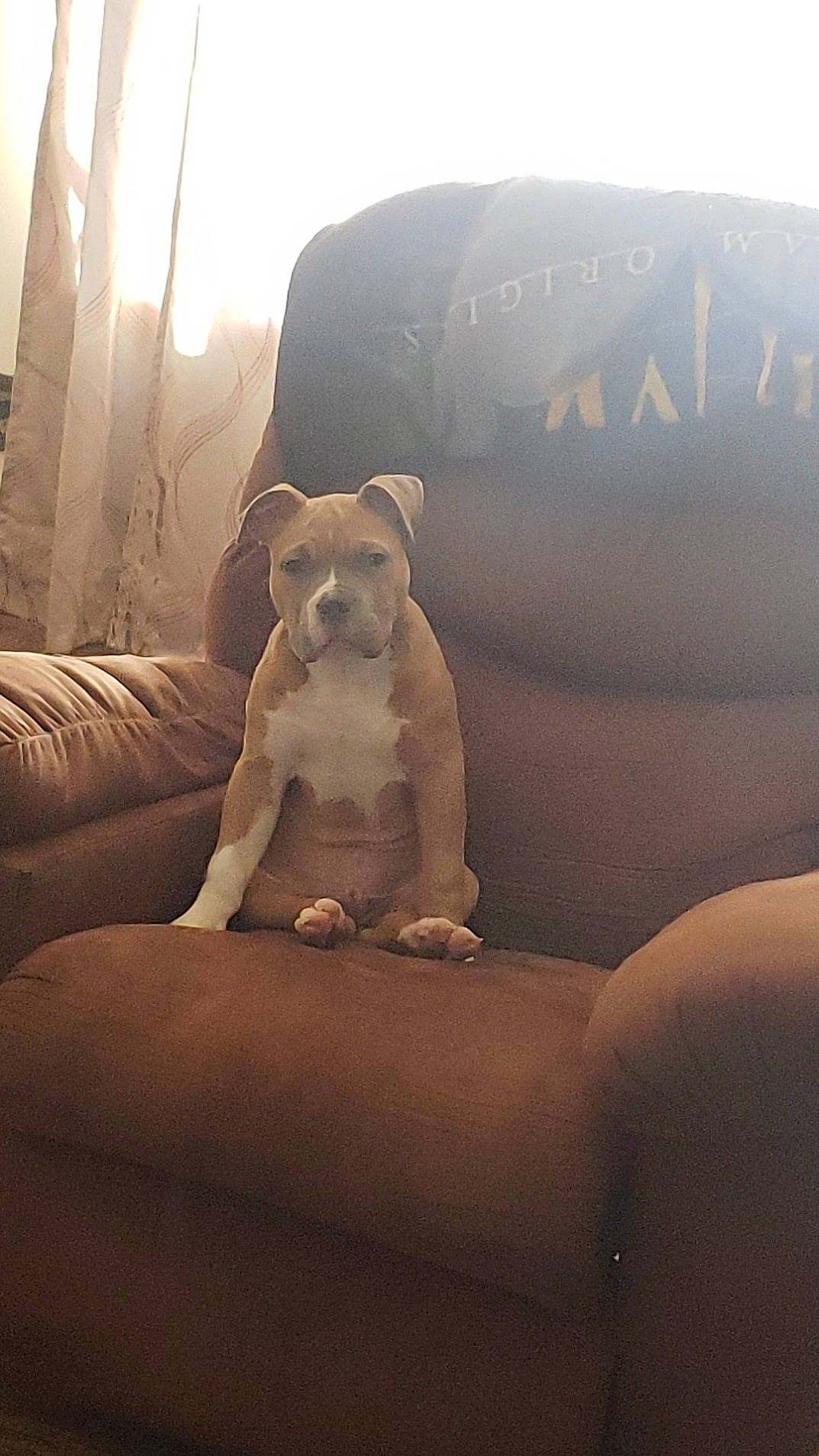 Kratos is registered to the contest to win money with this photo: carnivore, chair, comfort, companion_dog, couch, dog, dog_breed, fawn, paw, sitting, sporting_group, sunlight, tail, terrestrial_animal, tints_and_shades, toy_dog, whiskers, window, wood, working_animal