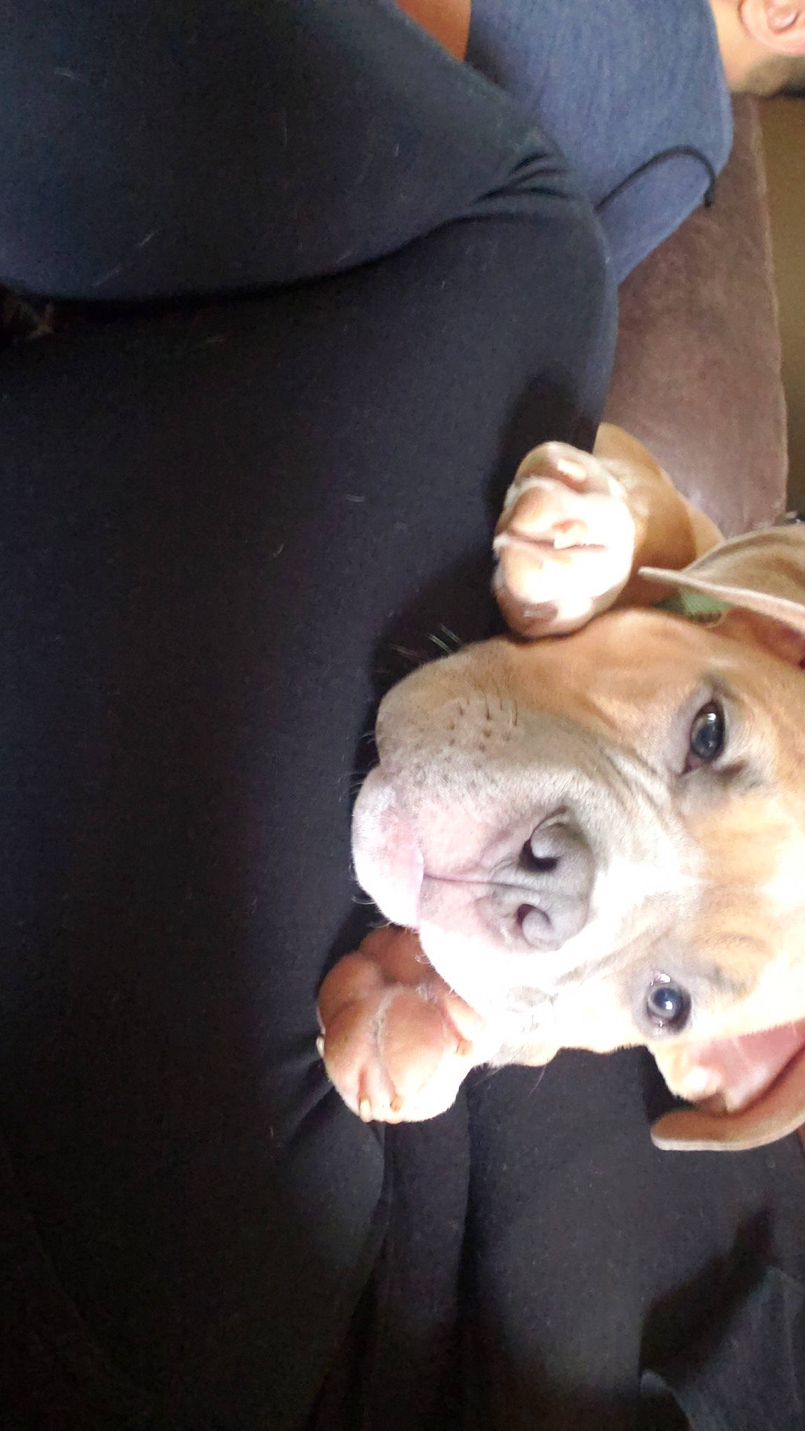 Kratos joined the competition — help win amazing prizes! canidae, carnivore, comfort, companion_dog, dog, dog_breed, ear, fawn, fur, jaw, molosser, non_sporting_group, puppy, snout, sporting_group, whiskers, working_animal, wrinkle