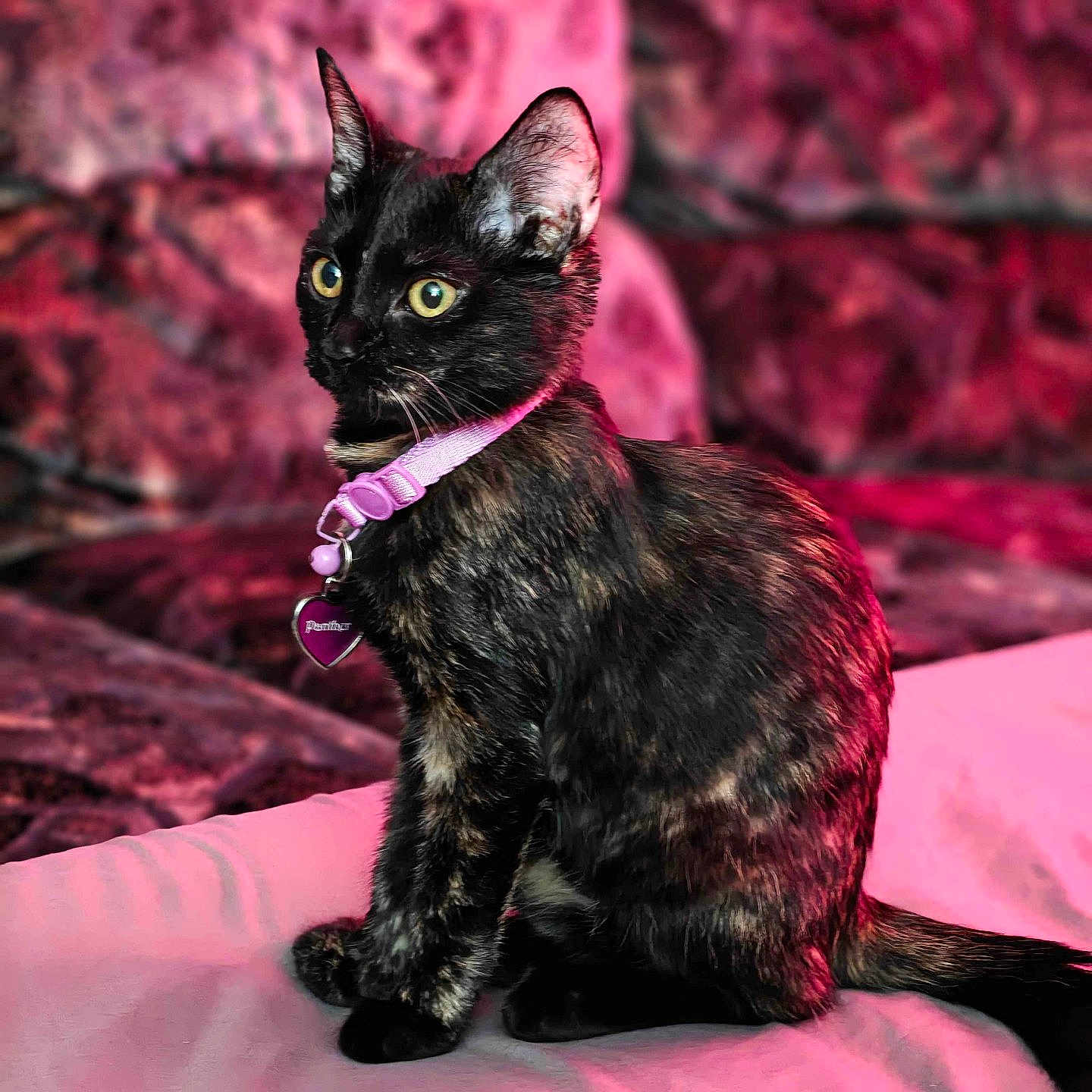 Panther