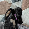 Panther joined the competition — help win amazing prizes! animal, bed, black_cat, blanket, calico_markings, cat, closed_eyes, cozy, cute, fluffy, fur, indoors, patchwork_quilt, pet_tag, portrait, purple_collar, relaxed, resting, sleeping, whiskers