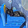 animal, armchair, astronaut, black_cat, blue_chair, cat, cute, ears, feline, indoor, lounging, pet, play_tent, portrait, sitting, space_theme, tail, tortoiseshell, whiskers, yellow_eyes