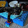 Panther is registered to the contest to win money with this photo: blue_bed, carpet, cat, collar, cozy, feline, indoor, lounging, lying_down, pet, pet_bed, plush_blanket, portrait, purple_collar, shelving, stuffed_bear, tortoiseshell_cat, toy, vintage_electronics, yellow_eyes